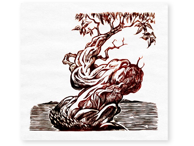 arbutus